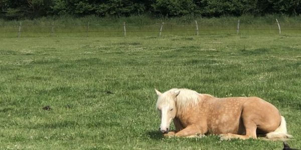 Les chevaux se reposent dans de grands prés en herbe et disposent de foin à volonté