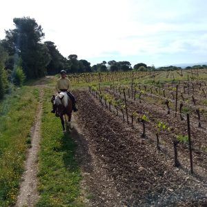 Aop Cabardès - découverte des vignobles à cheval